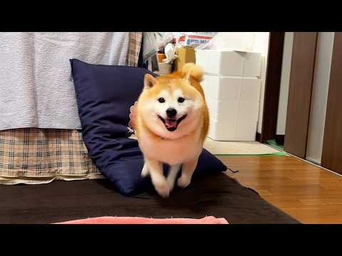 びちょ濡れボディで家族に全力タックルをぶちかまそうとする柴犬→あごポスストップ サムネイル