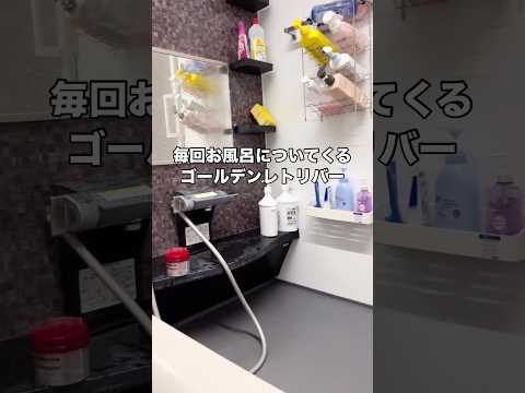 お風呂にも毎回ついてくるゴールデンレトリバーと珍しく一緒にお風呂 #ゴールデンレトリバー #大型犬 #わんこ #sho… サムネイル