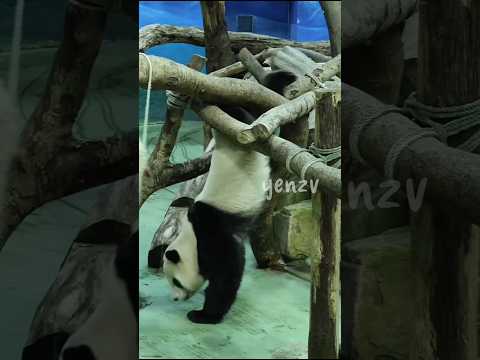 圓寶帥氣下木架 panda zoo cute 貓熊 熊貓 yuanbao taipeizoo 台北市立動物園 cute サムネイル