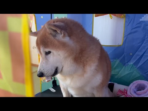 柴犬福 いつにも増してガムを見せびらかしながら食べる柴犬🤣Shiba-Eat🤣 サムネイル