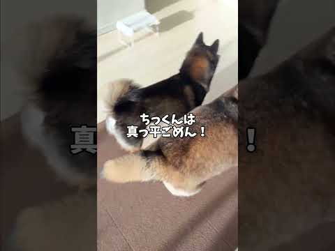 柴犬🐕を襲う二つの脅威・・・ サムネイル
