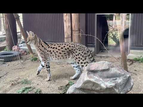 はじめましての さんだぁくん　サーバル　のんほいパークにて　2026年1月23日 サムネイル