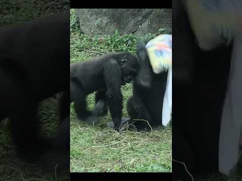 gorilla fun playing 🤣 gorillatag taipeizoo 金剛猩猩 台北市立動物園 zoo… サムネイル