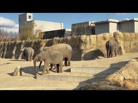 枝をめぐるドラマ🤭　アジアゾウ　のんほいパークにて　2026年1月23日 サムネイル