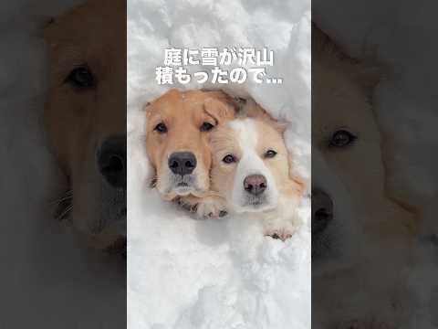犬と雪遊びをしたら何か違う気がする...【ゴールデンレトリバー・ボーダーコリー】shorts サムネイル