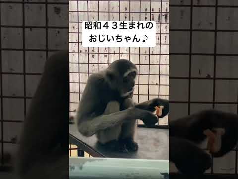 長老アイクじいさんは干し柿が似合う♫動物 おじいちゃん 動物園 サムネイル