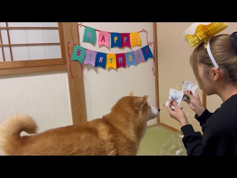 柴犬福 姉に誕生日を理由に厄介なプレゼント贈呈される柴犬🤣Shiba-Birthday🤣 サムネイル