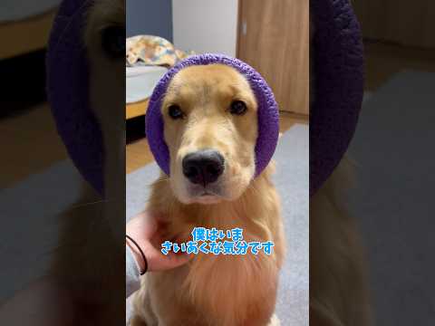 違うそうじゃないgoldenretriever ゴールデンレトリバー サムネイル