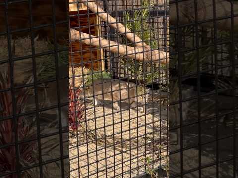 shorts ジウちゃん　起きた〜　スナネコ　ごかつら池どうぶつパーク　2026年1月24日 サムネイル