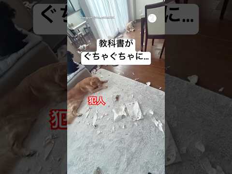 テスト前日、教科書をぐちゃぐちゃにした犯人　　ゴールデンレトリバー 大型犬　犬　犬のいる暮らし 面白い サムネイル