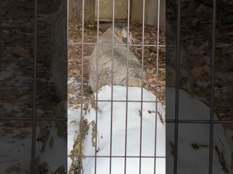 #shorts グルーシャくん探しタヨ〜😅おはよう！　マヌルネコ　旭山動物園にて　2025年12月19日 サムネイル