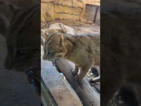 shorts ビワくん給水？　アムールヤマネコ　那須どうぶつ王国にて　2026年4月24日 サムネイル