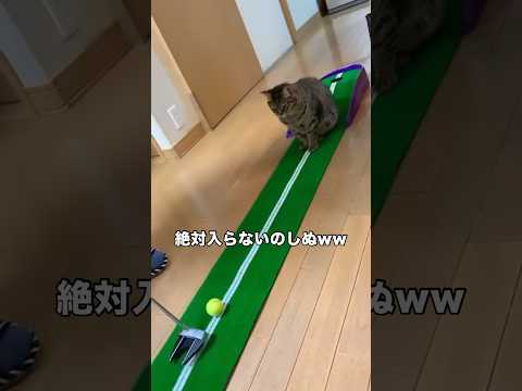 パター練習していたらどう頑張っても絶対に入らない位置に猫様が座り始めた キジトラ 猫 パター 猫動画 サムネイル