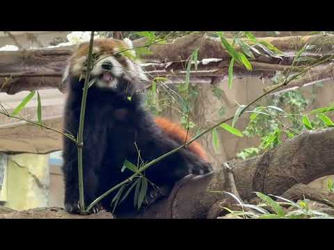 朝の笹をお食べになるセクシー栄栄(ロンロン)さん🤭　レッサーパンダ　那須どうぶつ王国にて　2026年4月26日 サムネイル