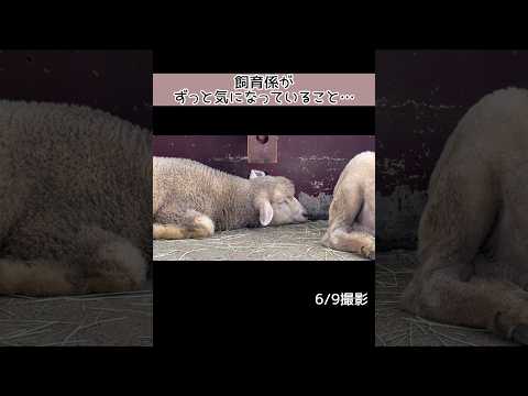 飼育係が気になっていること 東武動物公園 かわいい 赤ちゃん 動物 癒し zoo animals ヒツジ ドロップ