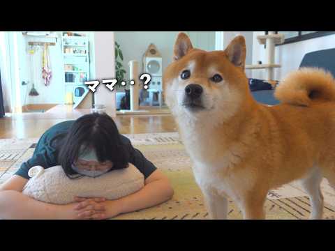 柴犬とママが森林へ行くと、まさかの異変が… サムネイル