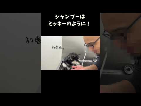 シャンプーはミッキーのように サムネイル