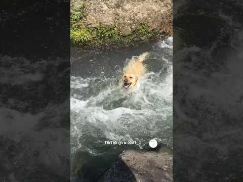 激流の中石を探すラブラドールレトリバー🐶　　ラブラドールレトリバー　犬　大型犬　かわいい犬 ラブラドール サムネイル