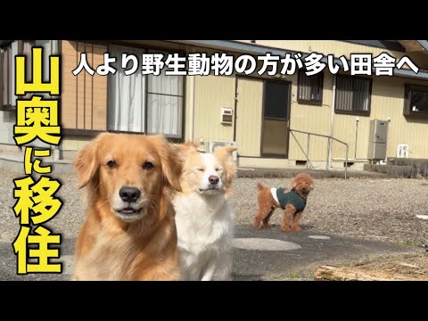 山奥の古民家へ移住。犬との田舎暮らしは想像以上に大変でした...【ボーダーコリー・ゴールデンレトリバー】 サムネイル