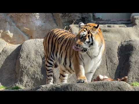 サーシャみんなが見やすい所で食べてあげる♪  今日はサーシャの日　アムールトラ　浜松市動物園にて　2026年2月14日 サムネイル