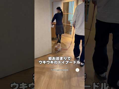 初めてのお泊まりでウキウキな犬🐶　　　　　トイプードル　犬　いぬ　かわいい犬 かわいい サムネイル