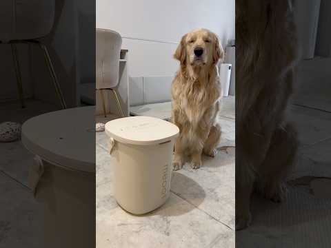 ようやくフードストッカーを導入しました🙌ゴールデンレトリバー 犬と2人暮らし サムネイル