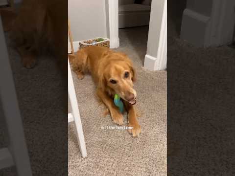 coming home to my golden retriever🥵 goldenretreiver dog ind… サムネイル