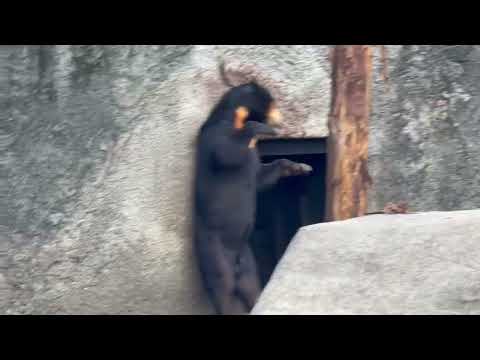 マーチンくん 背中カキカキしたら帰宅🤭　マレーグマ　のんほいパークにて　2026年1月23日 サムネイル