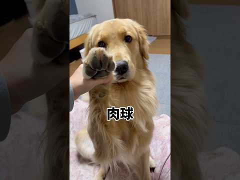 ツルツル肉球みせるgoldenretriever ゴールデンレトリバー サムネイル
