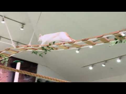 オープニング　なかなか見れない猫によるショー ザ・キャッツ　那須どうぶつ王国にて　2026年1月30日 サムネイル