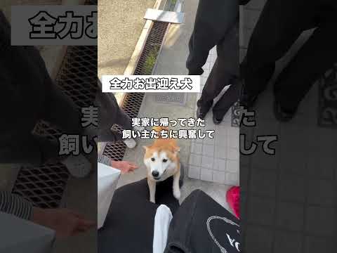 いつも全力でお出迎えしてくれる柴犬の運動量が半端ない 柴犬 豆柴 柴犬のいる暮らし shorts サムネイル