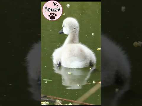 adorable baby black swan💕 黑天鵝寶寶轉圈搖屁屁 taipeizoo 台北市立動物園 cute