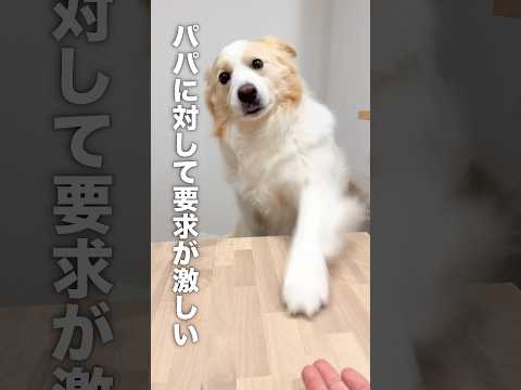 パパに対してだけ要求が激しい...!!【ボーダーコリー】shorts サムネイル
