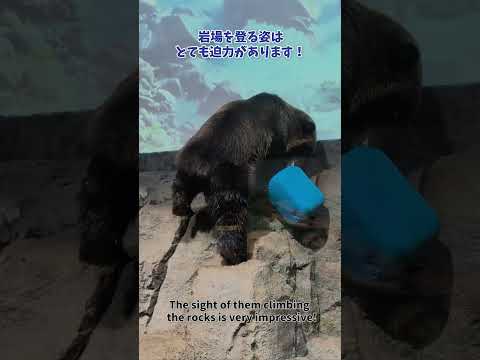 【旭山動物園】えぞひぐま館🐻🐻[Asahiyama Zoo] Ezo Brown BearMuseum  shorts サムネイル
