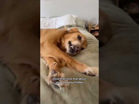 coming home to my golden retriever🥵 goldenretreiver dog ind… サムネイル