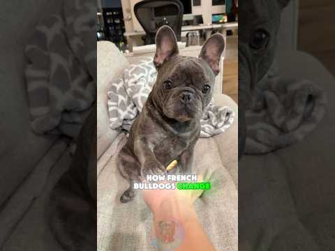 How French Bulldogs Change as They Grow Up shorts dog pets… サムネイル