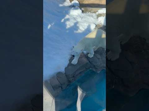 shorts ホッキョクグマのゆめちゃん　王子動物園　2025年12月27日 サムネイル