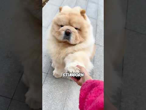 XL Chow Chows: World's Laziest Dogs! 🐶😴animals funny scienc…
