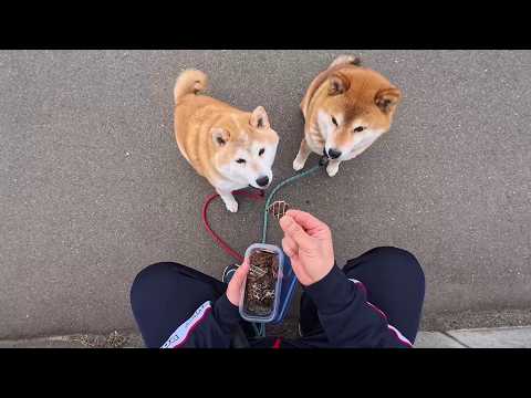 モモさんたちに詰め寄られても大丈夫なカメラ位置を発明しました。【柴犬おやつASMR】 サムネイル