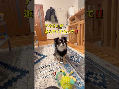 気分屋達🐶🐶柴犬 チワワ shorts サムネイル