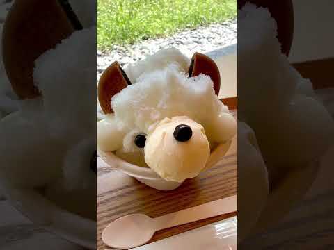 shorts クリーミーなアイスにもウットリ😋　くま氷ミルク　SASAYAIORI+京都御苑にて　2026年6月13日