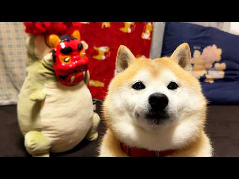 豆まきの豆が気になりすぎて、背後のこわい鬼さんに全く気が付かない柴犬 サムネイル