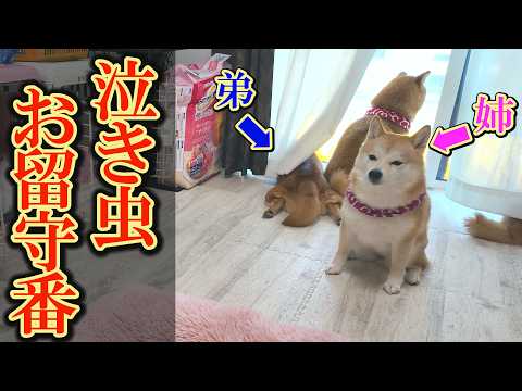 姉が泣くので我慢する弟柴犬。でも、こらえきれず最後に泣いちゃいました・・・ サムネイル