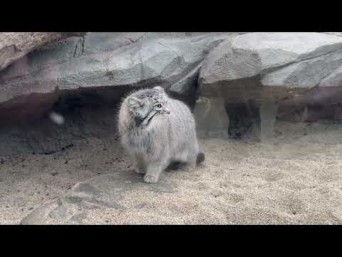 アズちゃん 一気に上まで🤭　マヌルネコ　神戸どうぶつ王国にて　2025年12月29日 サムネイル
