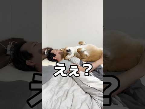 この状況で寝ようとする柴犬　柴犬 shorts サムネイル