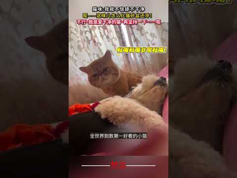 貓咪我就不信舔不乾淨 貓 萌寵 意外 有趣 搞笑 cat pets amazing funny laugh shorts サムネイル