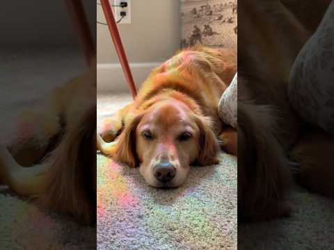 coming home to my golden retriever🥵goldenretreivers dog pup… サムネイル