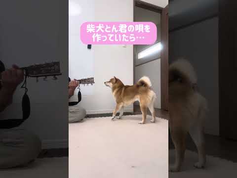 柴犬とん君に怒られちゃいました😆　柴犬　柴犬とん
