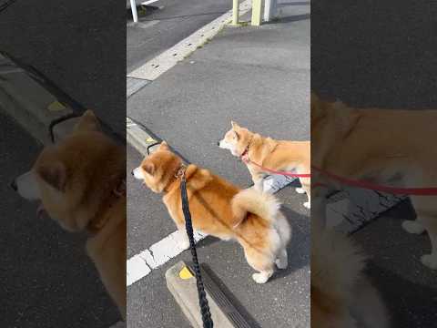柴犬福 柴友あった柴犬🤩Shiba-Friend🤩shorts 柴犬 japanesedog shibainu dog… サムネイル