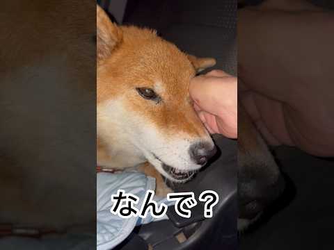 ’26.6.14 力丸のカプ丸は本能？ 柴犬 shibainu 柴犬のいる暮らし 柴犬の日常 車中泊犬 眠い犬 力丸 サムネイル